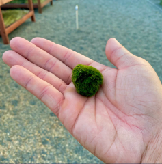 Mossball Marimo Patara Canlı Yosun Topu 3-5 cm