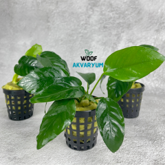 Anubias Barteri Nana 4-7 Yapraklı Kolay Akvaryum Bitkisi