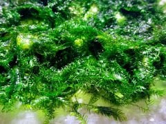 Willow Moss 20 cc Cup Moss 5 Al 1 Hediye