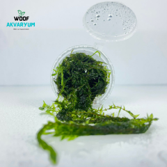 Willow Moss 20 cc Cup Moss 5 Al 1 Hediye