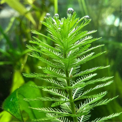 Myriophyllum Tuberculatum