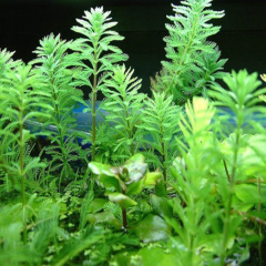 Myriophyllum Tuberculatum