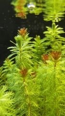 Myriophyllum Tuberculatum