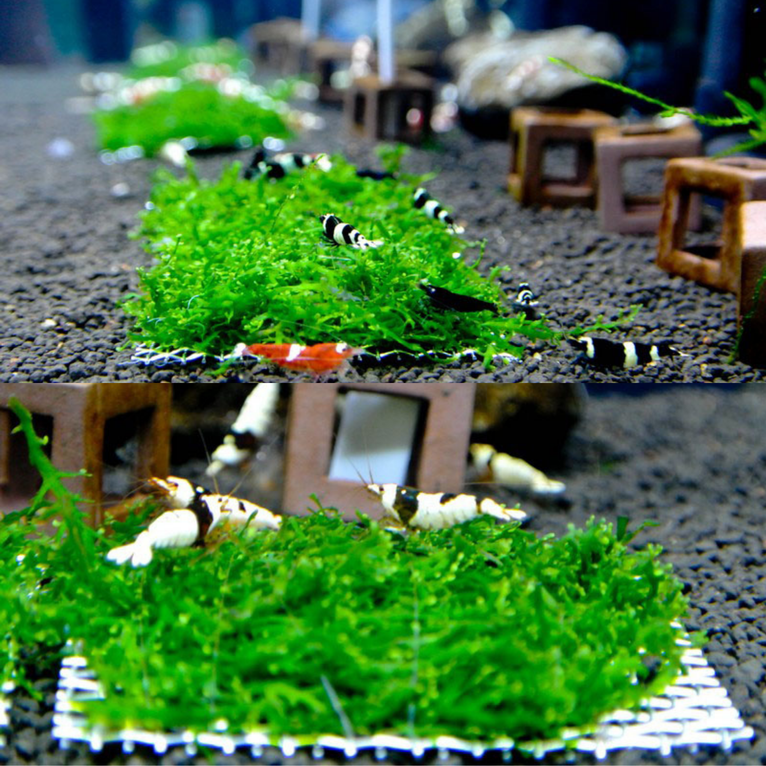 Tele Sarılı Willow Moss Harika Dekor Yeni Sarım