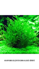 Tele Sarılı Willow Moss Harika Dekor Yeni Sarım