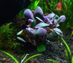 Lobelia Cardinalis