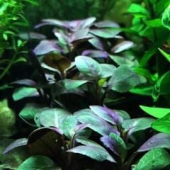Lobelia Cardinalis