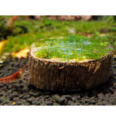 Kütüğe Sarılı Willow Moss 8-10 cm Çap