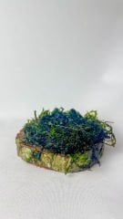 Kütüğe Sarılı Willow Moss 8-10 cm Çap