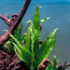 Java Fern Microsorum pteropus 1 Kök