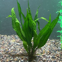 Java Fern Microsorum pteropus 1 Kök