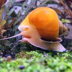 Elma Salyangozu,Orta Boy 3-4 cm,Apple Snail