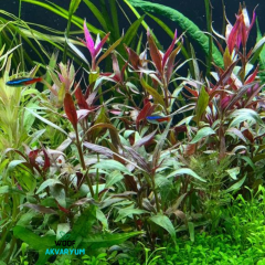 Alternanthera Reineckii Roseafolia