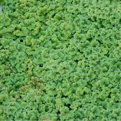Azolla Caroliniana 30 cc Kapta Su Üstü Bitkisi