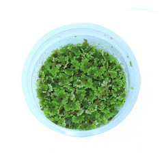 Azolla Caroliniana 30 cc Kapta Su Üstü Bitkisi