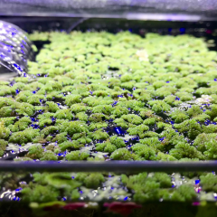 Azolla Caroliniana 30 cc Kapta Su Üstü Bitkisi