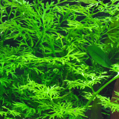 Ceratopteris Thalictroides 1 Bağ 2-5 Dal