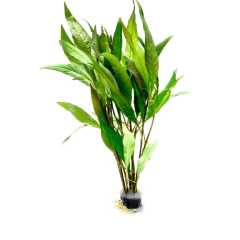 Hygrophila Angustifolia Red