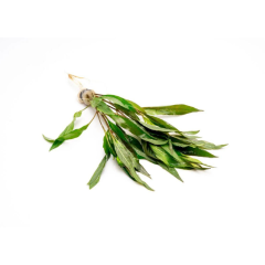 Hygrophila Angustifolia Red