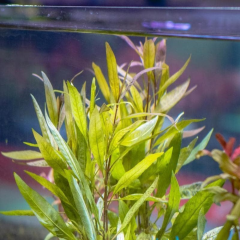Hygrophila Angustifolia Red