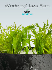 Windelov Java Fern 1 Kök Kusursuz Formda