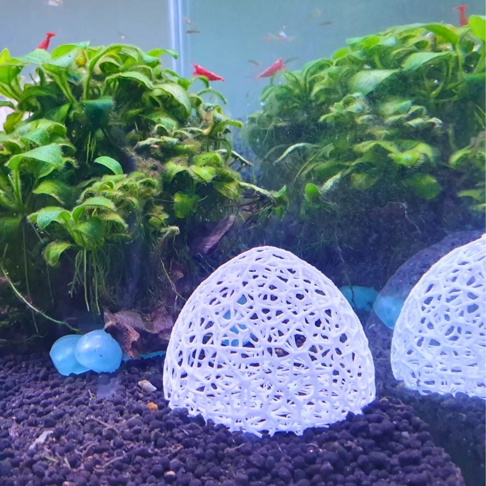 Yavru Karides Sığınağı ve Yemleme Mağarası 7 cm