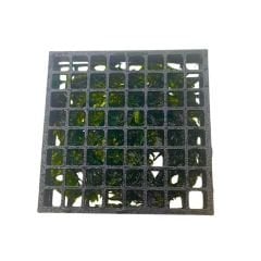 Moss Yetiştirme Kutusu