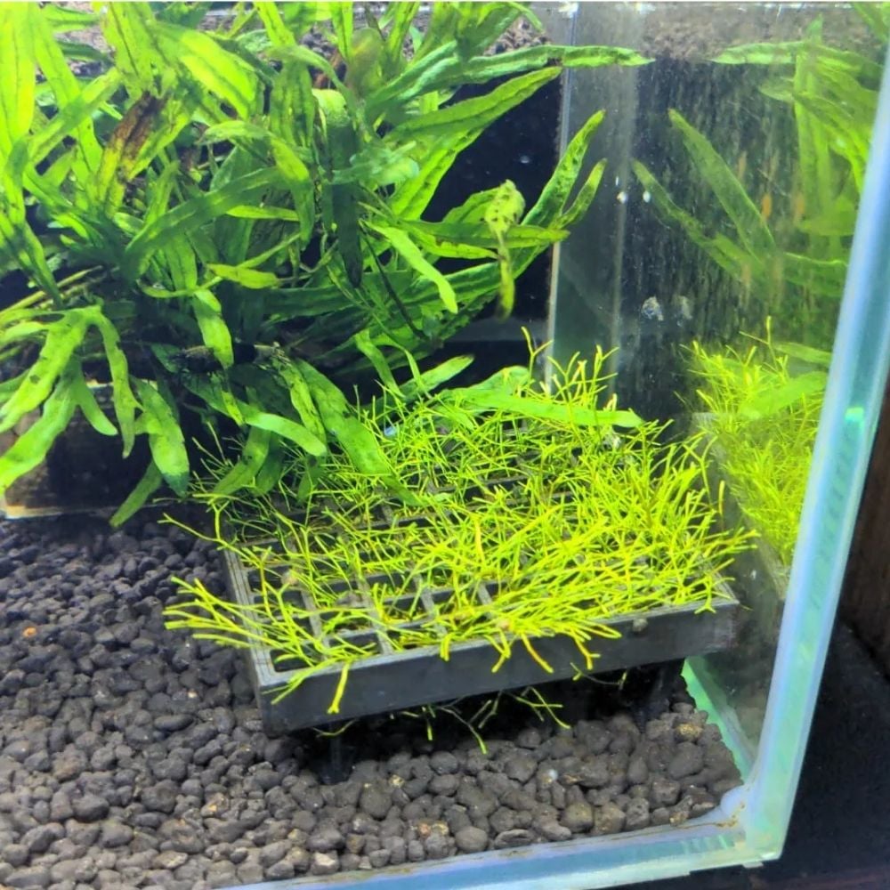 Moss Yetiştirme Kutusu