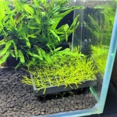 Moss Yetiştirme Kutusu