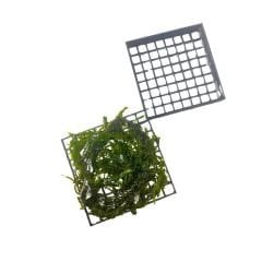 Moss Yetiştirme Kutusu