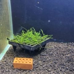 Moss Yetiştirme Kutusu