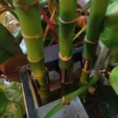 Bambu Tutucu Aparat 1 Adet